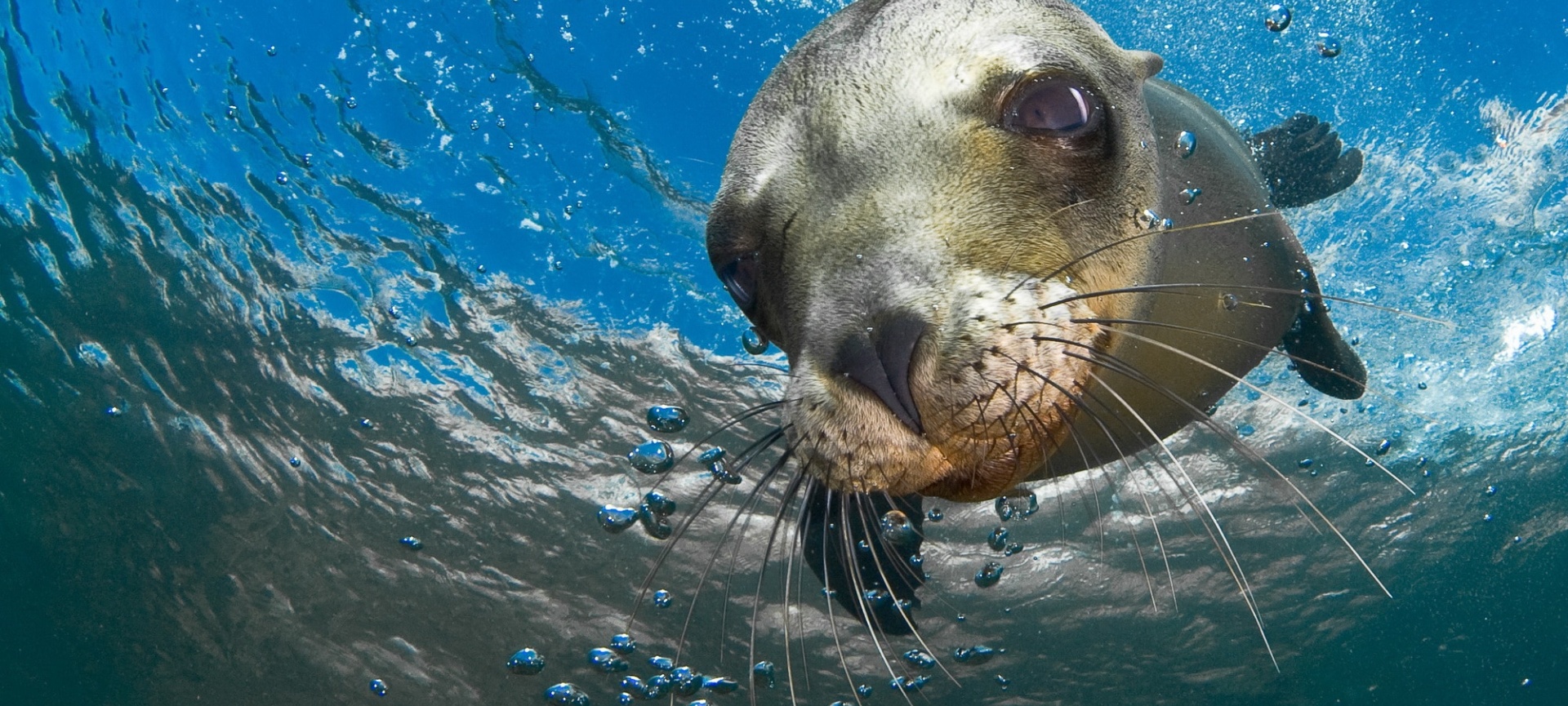 THE MARINE ENVIRONMENT: PLAYING OUR PART