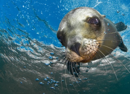Image THE MARINE ENVIRONMENT: PLAYING OUR PART