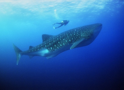 Image MISSION CRITICAL