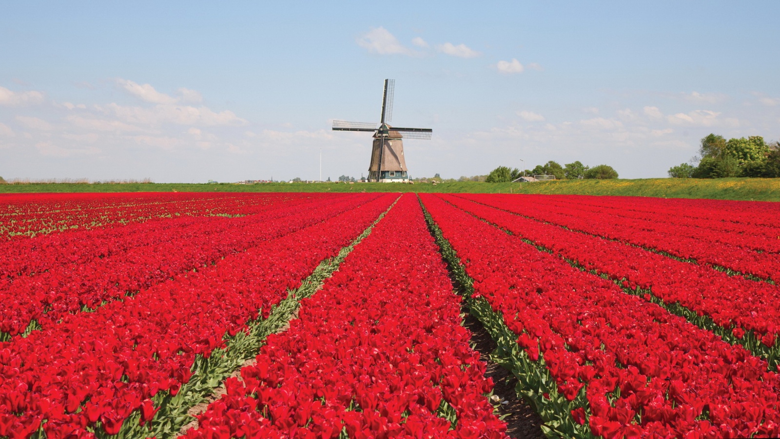 tulpenveld