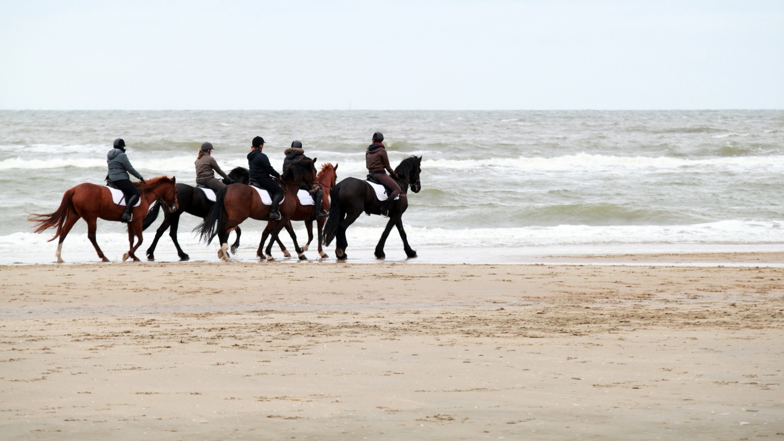 Horses on beach